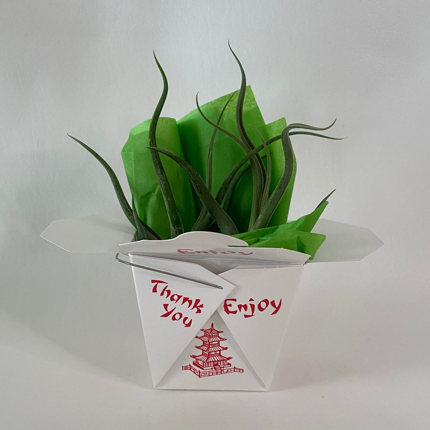 Tillandsia To Go