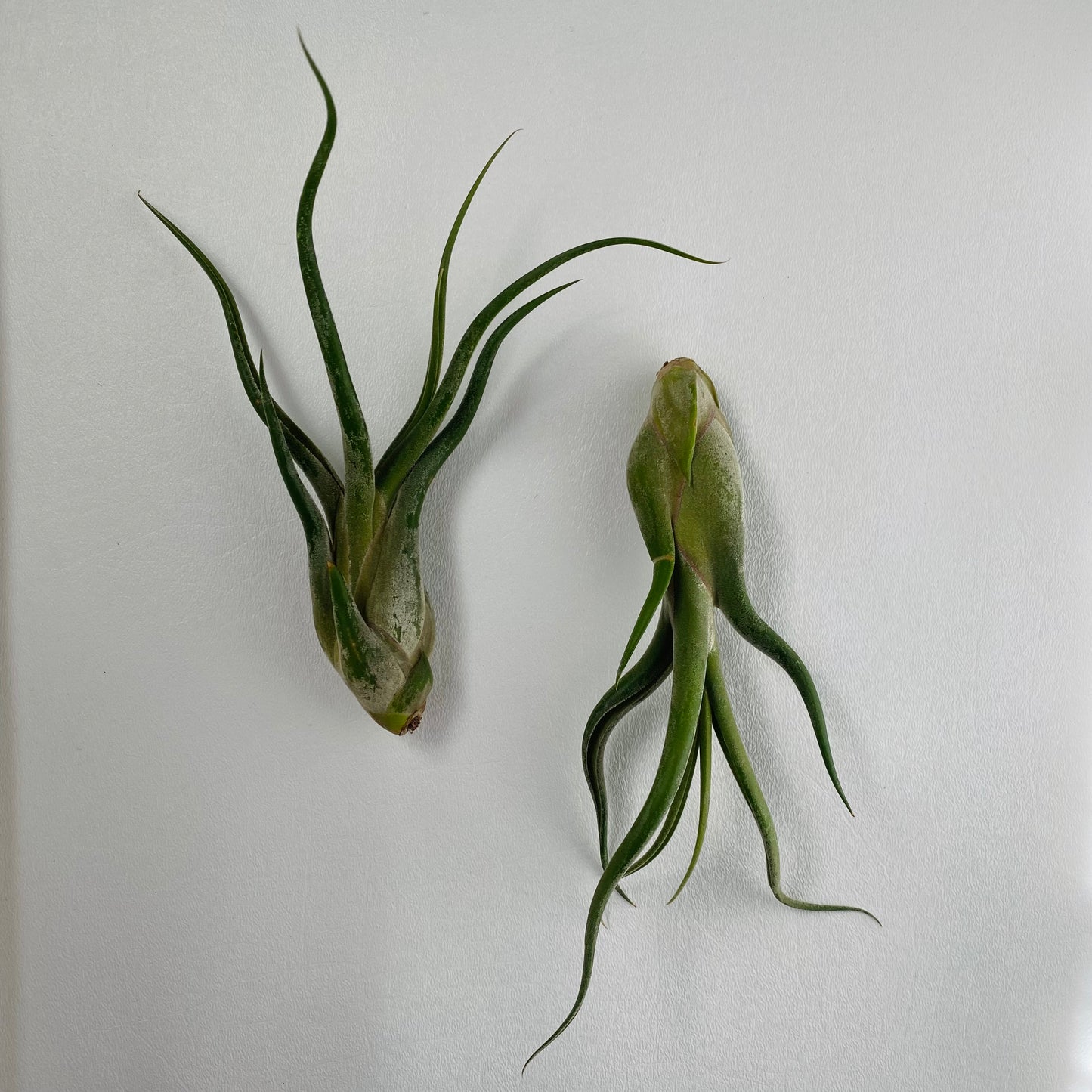 Tillandsia To Go